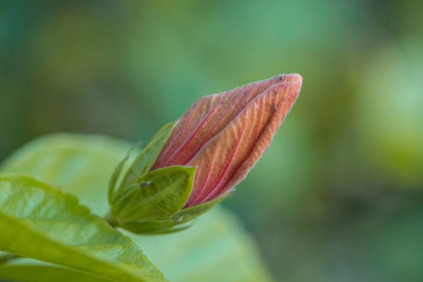 Flower in the garden