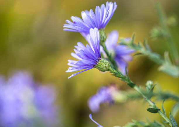 Flower in the garden
