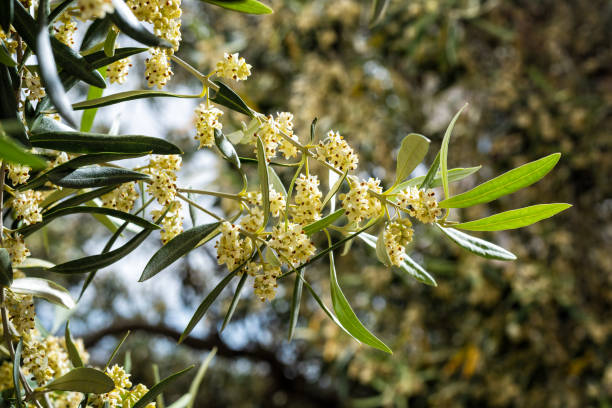istock Spring, olive branch during flowering. Agriculture. 1320951820