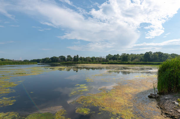 istock Lake surround by tall grass and trees 1320951865