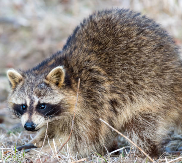 istock Raccoon in the park 1320952198