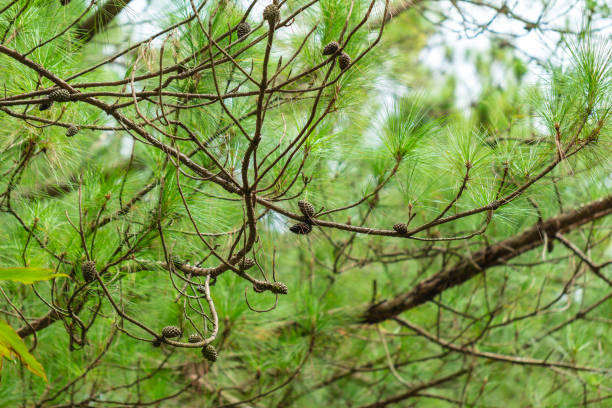 istock Pine trees with needles in the pine forest, Vietnam 1320953227