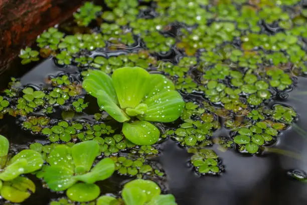 Raindrops on a leaf of water lettuce (pistia stratiotes) in the pond growing next to duckweed in the afternoon in Dalat Park, Vietnam