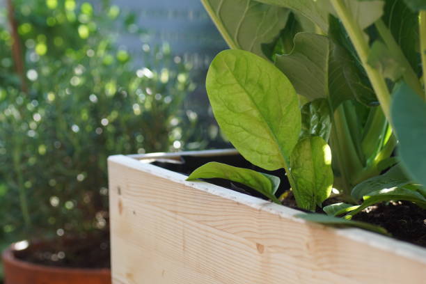 istock Fresh young green spinach leaves growing in a wooden raised bed 1320954698