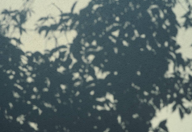 istock Defocused abstract background. Blurred shadows of trees on white background. 1320954949