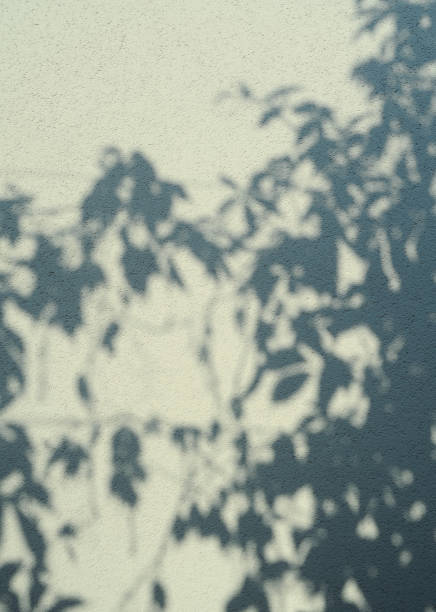 istock Defocused abstract background. Blurred shadows of trees on white background. 1320955083