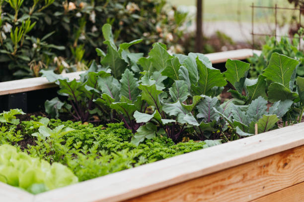 varie verdure in un letto rialzato - orto foto e immagini stock