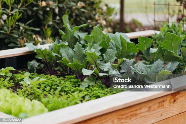 Various Vegetable In A Raised Bed Stock Photo - Download Image Now - Flowerbed, Vegetable Garden, Vegetable