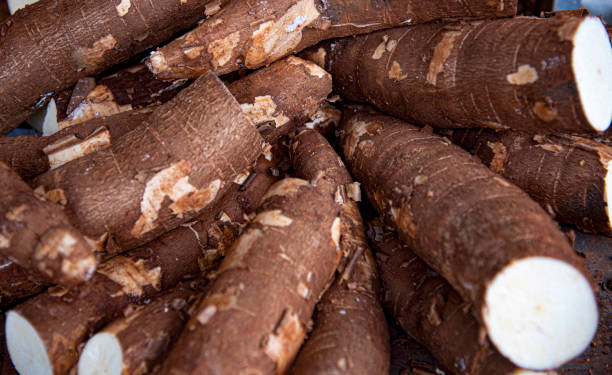 cassava cassava,vegetable, natural food yucca stock pictures, royalty-free photos & images