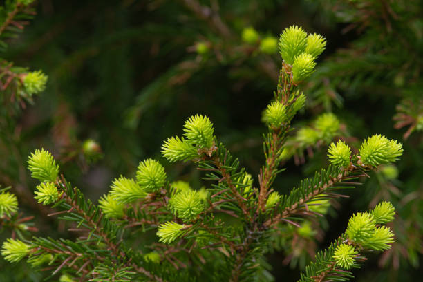 istock soft green sprouts on the fir tree 1320958133