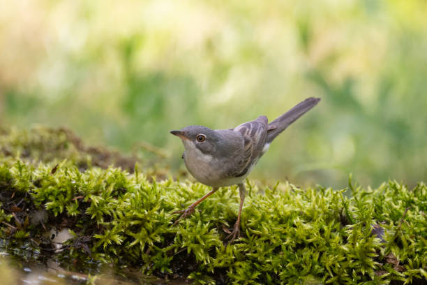 istock Whitethroat Sylvia communis in the wild nature 1320958371