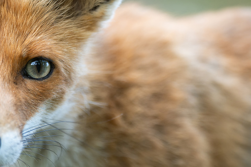 Head of a red fox Vulpes vulpes. Close up.
