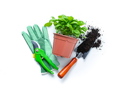 Home gardening: Overhead view of a basil plant pot, shovel with dirt, gloves and pruning shears isolated on white background. The composition is at the center of an horizontal frame.