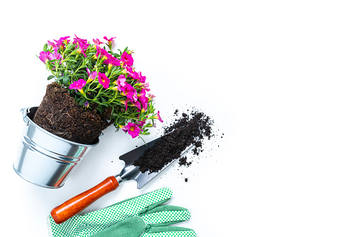 Home gardening tools: high angle view of flower pot, shovel with dirt and gloves isolated on white background. The composition is at the left of an horizontal frame leaving useful copy space for text and/or logo at the right.