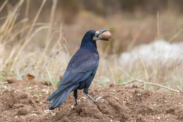 Photo of The rook, Corvus frugilegus, stands with a nut in its beak