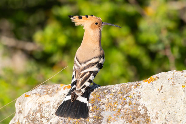 istock Bird Hoopoe Upupa epops, in the wild 1320959112