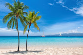 istock Palm trees on sunny Caribbean beach 1320959189