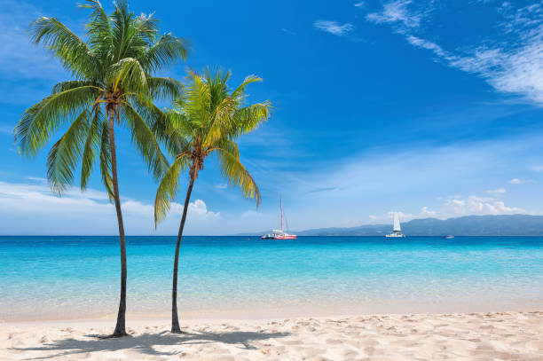 陽光明媚的加勒比海灘上的棕櫚樹 - 牙買加 個照片及圖片檔