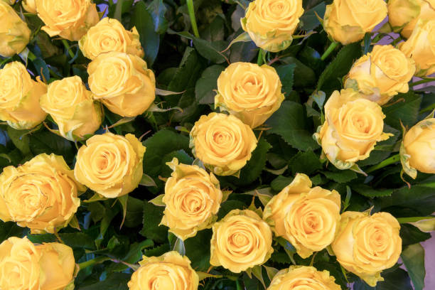 istock Yellow roses bouquet closeup 1320959230