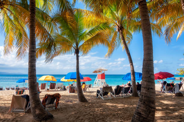 palmeras en caribbean beach en un resort tropical - cayman islands fotografías e imágenes de stock