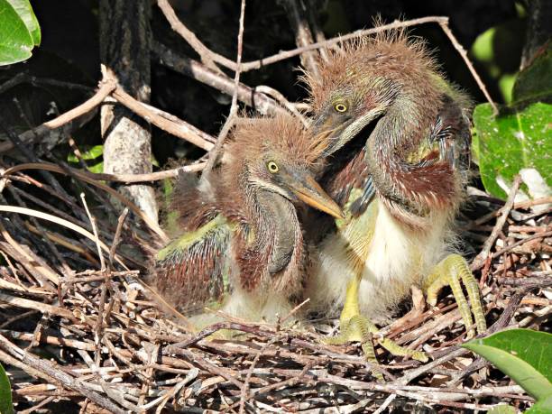 istock Tricolored Herons (Egretta tricolor) juveniles resting in the nest 1320960351