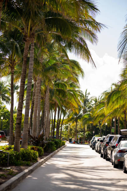 istock Palm tree lines pathway to Miami Beach USA 1320960457