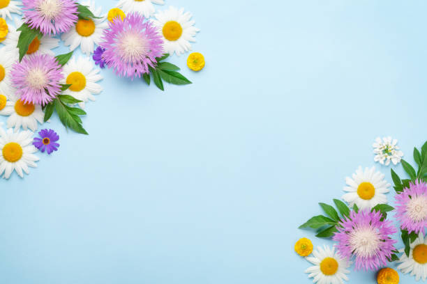 istock Various garden flowers over blue background 1320961544