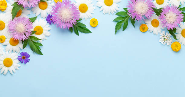 istock Various garden flowers over blue background 1320961569