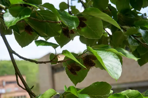 close up of beechnuts on a tree