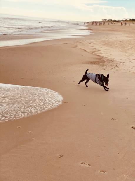 istock Rescued Dog happy at the beach 1320961642