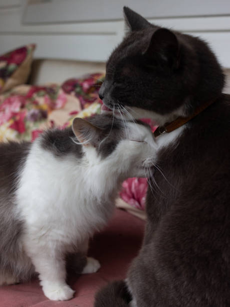 istock Two gray cats sit on the couch and lick each other 1320962176