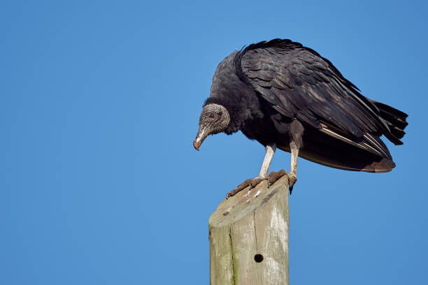 coragyps atratus - avvoltoio nero che prende il sole su un palo del potere - appollaiarsi foto e immagini stock