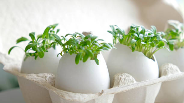 istock Fresh microgreens watercress grows in an white egg shell in paper egg box. Vegan and healthy eating concept. Creative eco concept. Zero waste. Close-up. Easter banner. 1320963168