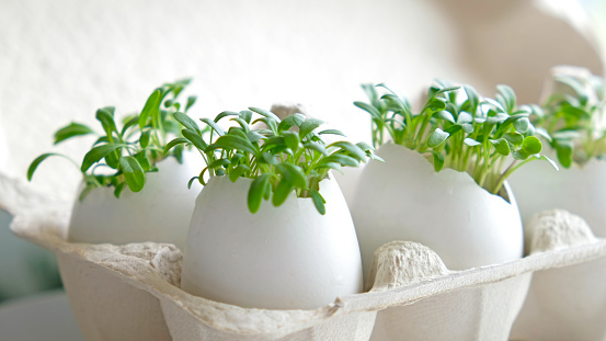 Fresh microgreens watercress grows in an white egg shell in paper egg box. Vegan and healthy eating concept. Creative eco concept. Zero waste. Close-up. Easter banner.