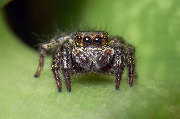 istock Jumping spider living on a leaf in the garden 1320963178