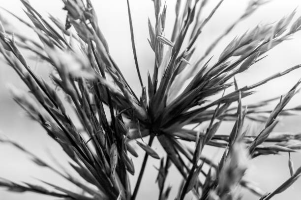 istock Close up Spinifex littoreus grass on the beach. 1320963271
