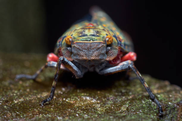 istock Portrait of a bug looking straight into the camera 1320963314