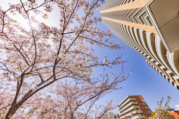 Cherry blossoms in full bloom in the city