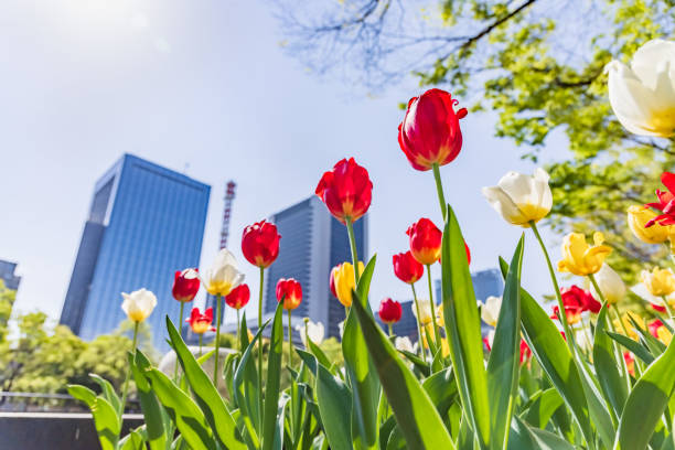 Fresh tulips in full bloom in the city