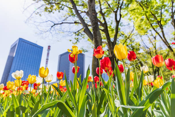 istock Cherry blossoms in full bloom in the city 1320965453