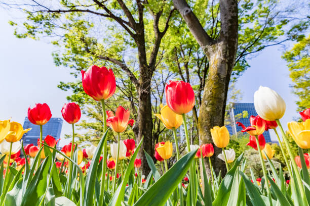 istock Cherry blossoms in full bloom in the city 1320965493