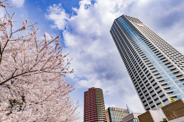 istock Cherry blossoms in full bloom in the city 1320965534