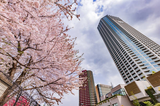 istock Cherry blossoms in full bloom in the city 1320965591