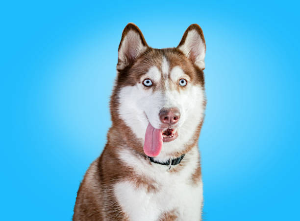 istock Siberian Husky on a blue background. 1320965623
