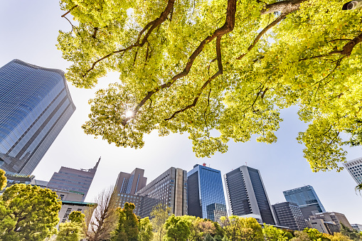 Fresh green trees and urban buildings