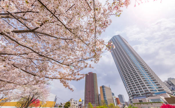 istock Cherry blossoms in full bloom in the city 1320965681