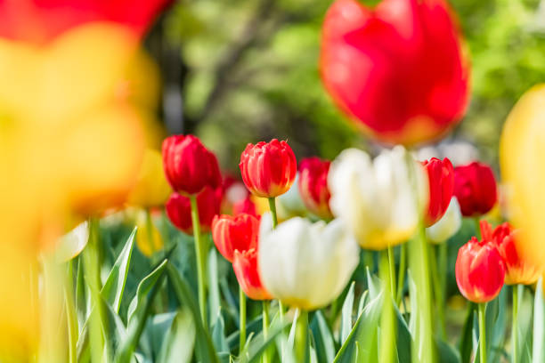 istock Fresh tulips swaying in the wind 1320965690