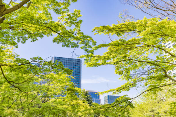 istock Fresh green trees and urban buildings 1320965755
