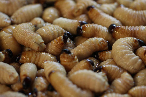 Group of oragnic Living edible palm weevil larvae (Rhynchophorus phoenicis), Rhinoceros beetle at traditional food market in the national jungle forest, protein source