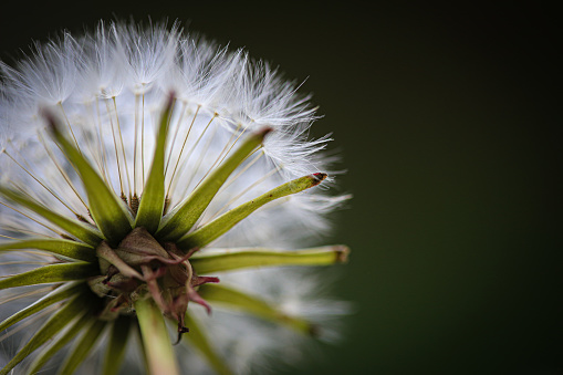 Macro Photography Flower with Water Droplets